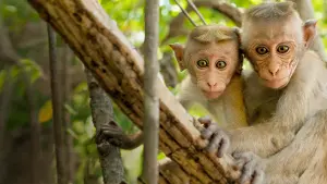 Задник к фильму "Королевство обезьян" #437488