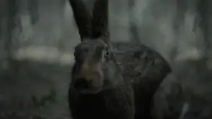 Задник к фильму "Ведьма" #600256