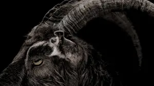 Задник к фильму "Ведьма" #251868