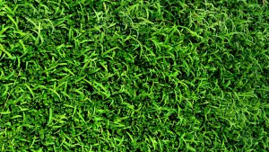 Задник к фильму "Прекрасная зелёная" #408838