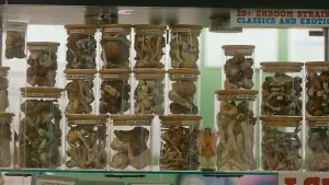 Задник к фильму "Searching for Drug Peace" #777642