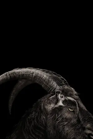 Постер к фильму "Ведьма" #251888