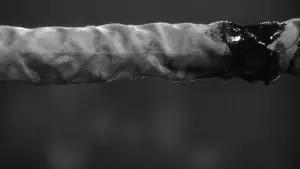 Задник к фильму "Бешеный бык" #656091