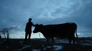 Задник к фильму "Війна очима тварин" #692693