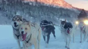 Задник к фильму "" #536115