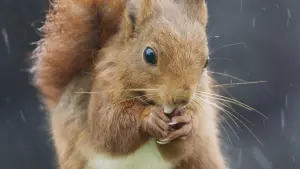 Задник к фильму "Le Chêne" #198328