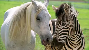 Задник к фильму "Бешеные скачки" #500775