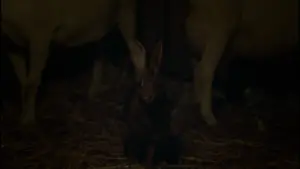 Задник к фильму "Ведьма" #600271