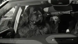 Задник к фильму "" #591141