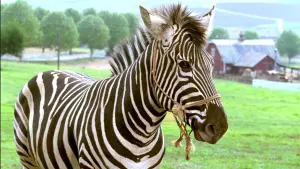 Задник к фильму "Бешеные скачки" #500771