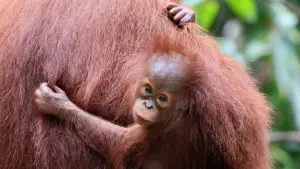 Задник к фильму "Orang-Utans - Borneos Waldmenschen" #922230