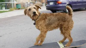 Задник к фильму "Пожарный пёс" #429245