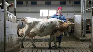 Задник к фильму "Деревня" #502161