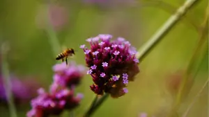 Задник к фильму "Бугония" #511598