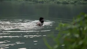 Задник к фильму "777 Чарли" #418957