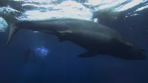 Задник к фильму "Открытое море: Новые жертвы" #384282