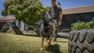 Задник к фильму "Клык 2: Город волков" #509963