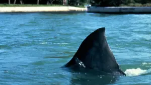 Задник к фильму "Челюсти 3" #335503