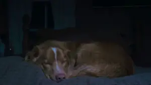 Хороший мальчик