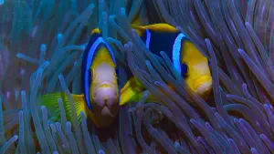 Задник к фильму "" #503665