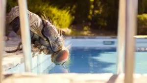 Задник к фильму "Жвалы" #291301