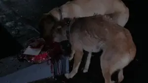 Задник к фильму "Мой кровавый Валентин" #691826