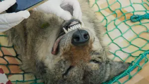 Задник к фильму "" #449065