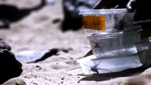 Задник к фильму "Паутина страха" #190661