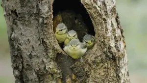 Задник к фильму "Le Chêne" #198335