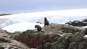 Задник к фильму "Антарктида" #670571