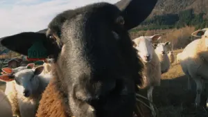 Задник к фильму "" #197011