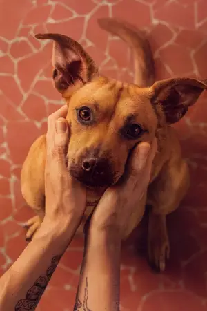 Постер к фильму "Карамело" #559526