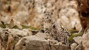 Задник к фильму "Рождённые в Китае" #436614