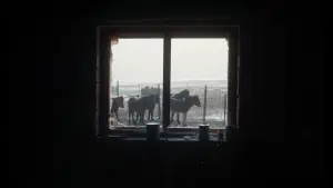 Задник к фильму "Убить монгольскую лошадь" #914812