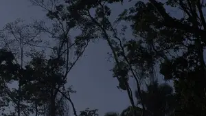 Задник к фильму "Хищник" #559754