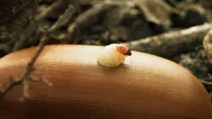 Задник к фильму "Le Chêne" #198329