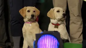 Задник к фильму "Марли и я 2" #397642