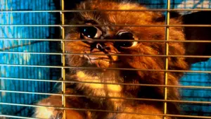 Задник к фильму "Гремлины" #240403