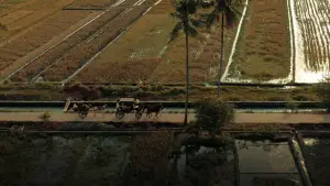 Задник к фильму "Говок: Яванская камасутра" #685554