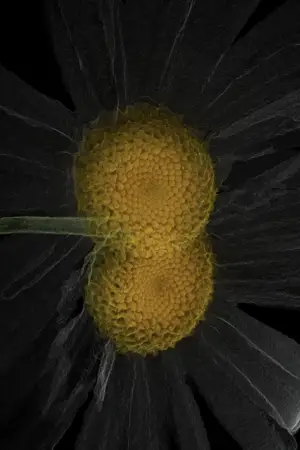 Постер к фильму "ARTIFICIALIS"