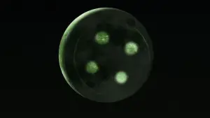 Задник к фильму "Коралина в Стране Кошмаров" #522295