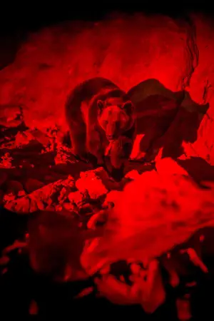 Постер к фильму "Гризли" #609209