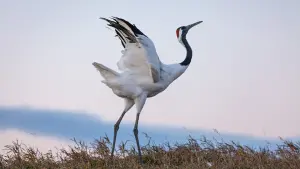 Задник к фильму "Рождённые в Китае" #436604