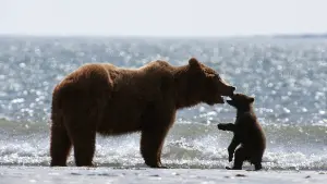 Задник к фильму "Медведи" #471331