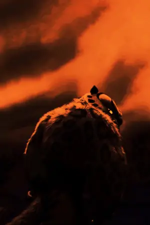 Постер к фильму "Кунг-фу Панда" #569058