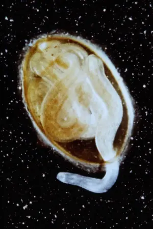 Постер к фильму "" #366729