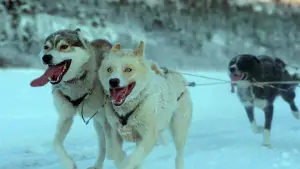 Задник к фильму "" #536107