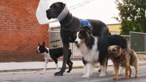 Задник к фильму "Отвязные дворняги" #212168