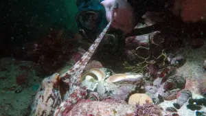 Задник к фильму "Мой учитель – осьминог" #383001