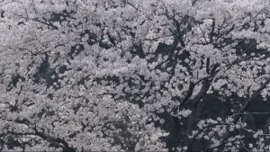 Задник к фильму "" #538830